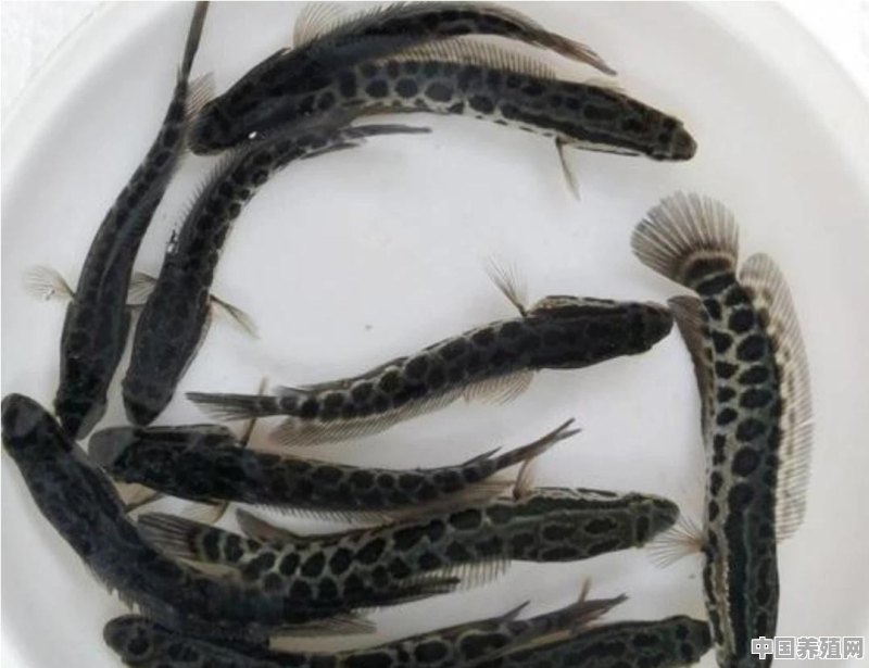 养黑鱼1000条一年能赚多少 - 中国养殖网