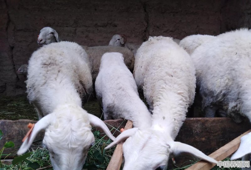 羊有哪些常见疾病以及如何预防和治疗 - 中国养殖网