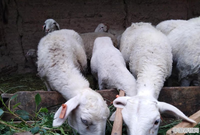 羊有哪些常见疾病以及如何预防和治疗 - 中国养殖网