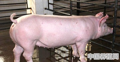 怎么科学养殖母猪 - 中国养殖网