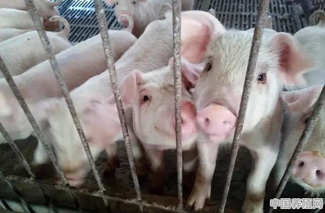 怎么科学养殖母猪 - 中国养殖网