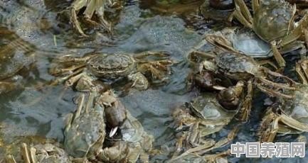 冬季螃蟹如何养殖 - 中国养殖网