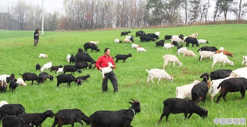 该怎样卖羊 - 中国养殖网