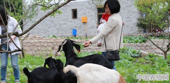该怎样卖羊 - 中国养殖网