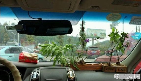 私家车中可以养什么盆栽植物？一直有这个想法 - 中国养殖网