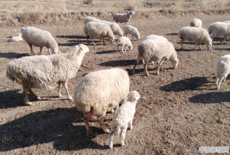 2020年牛羊市场价格发展趋势是什么，养殖户该如何应对 - 中国养殖网