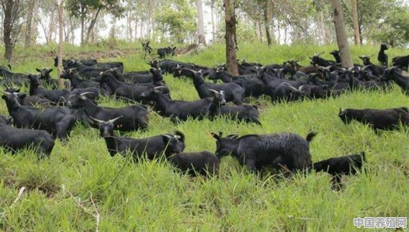 2020年牛羊市场价格发展趋势是什么，养殖户该如何应对 - 中国养殖网