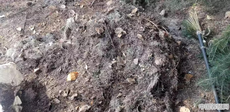 松针土被称作“养花万能土”，怎样才能自制松针土呢 - 中国养殖网