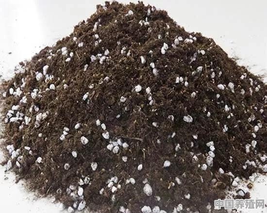 松针土被称作“养花万能土”，怎样才能自制松针土呢 - 中国养殖网