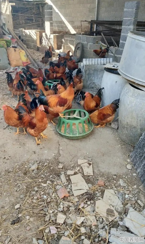 大家都是怎么处理鸡粪的 - 中国养殖网