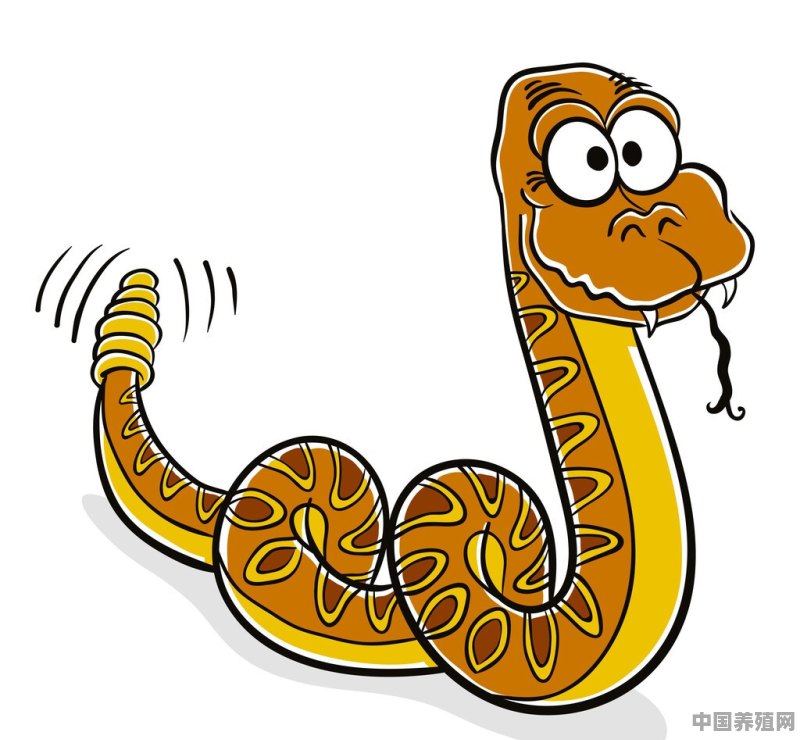 生肖蛇一生最亲的人是谁 - 中国养殖网