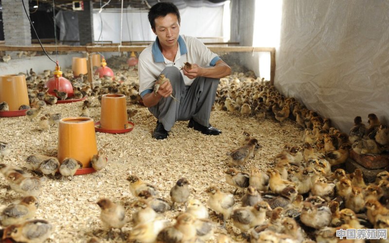 农村人为何出来打工却不在家搞养殖 - 中国养殖网
