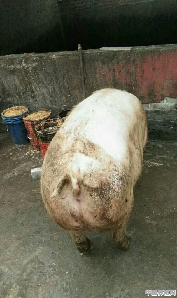如何用潲水养猪 - 中国养殖网