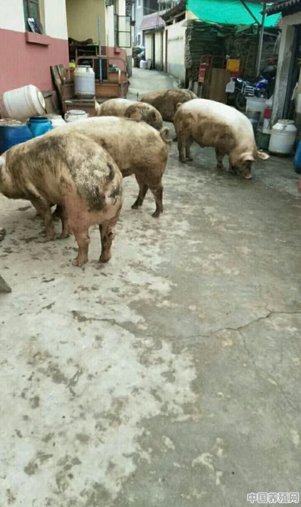 如何用潲水养猪 - 中国养殖网