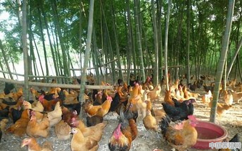 加入京东养鸡，能提供技术吗 - 中国养殖网