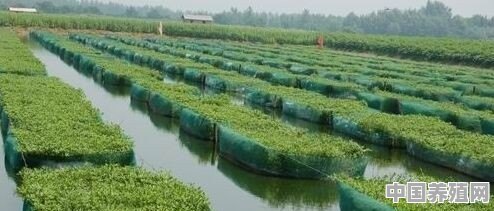 家里有七亩地，种粮食养不活人，想挖了池塘养鳝鱼，可行吗 - 中国养殖网