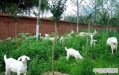 我想养殖山羊卖羊奶用什么好的商业模式和策略竞争市场 - 中国养殖网