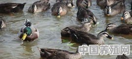 鱼、鸭联合养殖该如何选择场地 - 中国养殖网