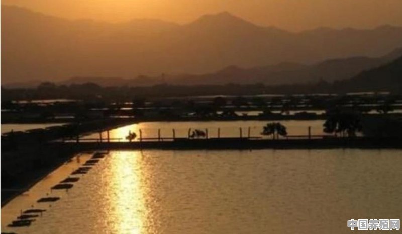 鱼、鸭联合养殖该如何选择场地 - 中国养殖网