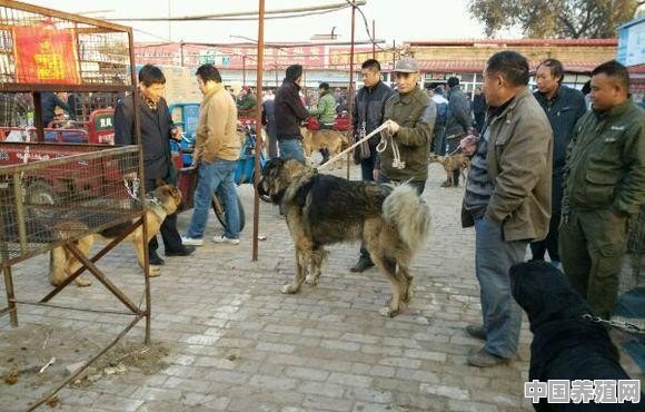 什么样的狗狗不能买 - 中国养殖网