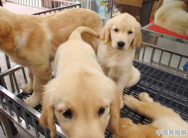 什么样的狗狗不能买 - 中国养殖网