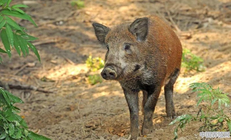 野猪一般在什么地方做窝？怎么在农村山上找到野猪的窝 - 中国养殖网