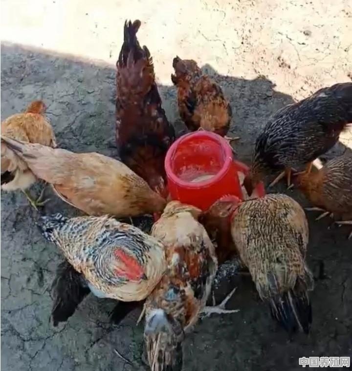 农户散养鸡怎么管理，冬天仍然会多下点蛋 - 中国养殖网