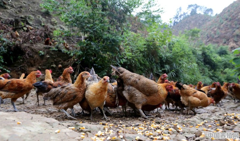 农户散养鸡怎么管理，冬天仍然会多下点蛋 - 中国养殖网