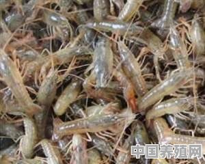 碱性高的水池该怎么养虾 - 中国养殖网