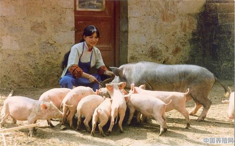 农村家庭养一头母猪，自繁自养需要办证吗 - 中国养殖网