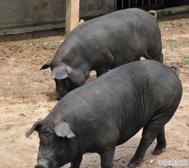 农村家庭养一头母猪，自繁自养需要办证吗 - 中国养殖网
