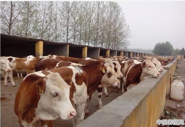 国内的牛和国外的牛差距大吗 - 中国养殖网