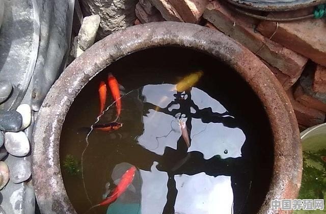 家里水缸养鱼，除了锦鲤金鱼，有什么食用鱼可以养吗 - 中国养殖网