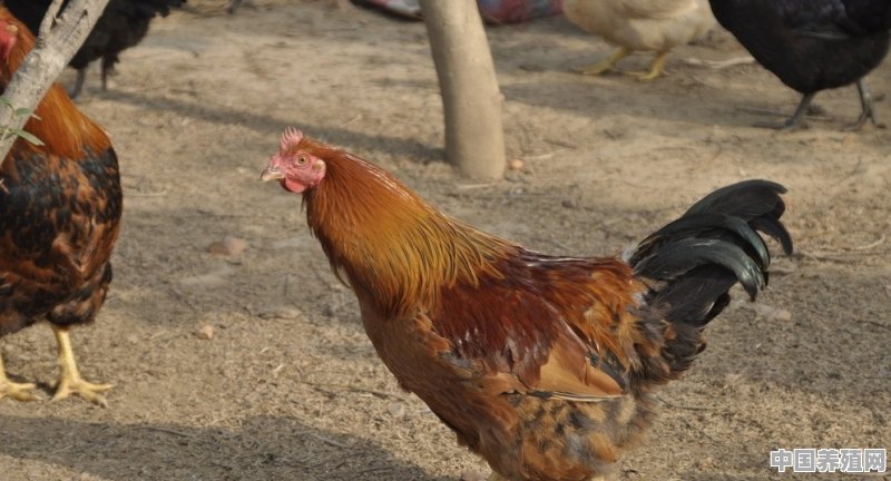 在农村想去养鸡，但是没有技术不知道能养嘛？请大佬们给个建议 - 中国养殖网