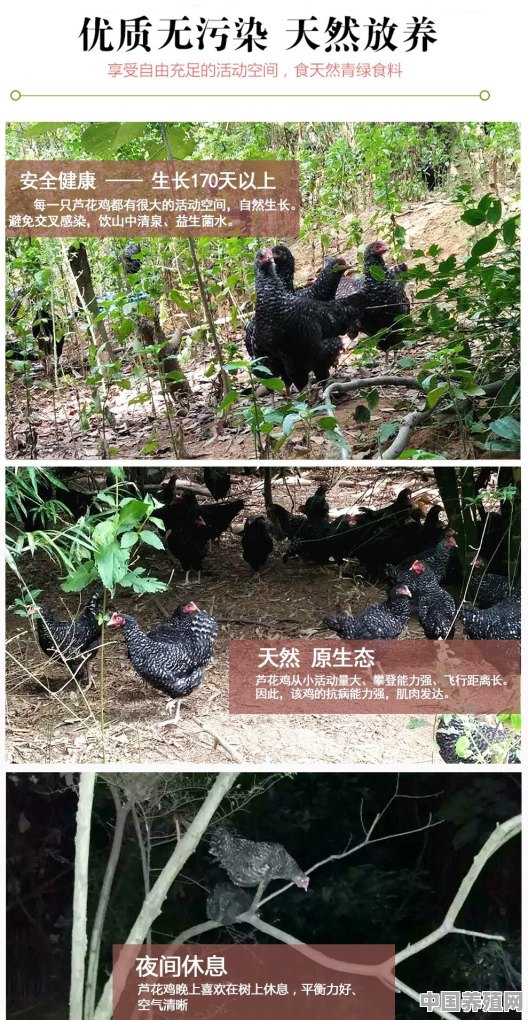 在农村想去养鸡，但是没有技术不知道能养嘛？请大佬们给个建议 - 中国养殖网