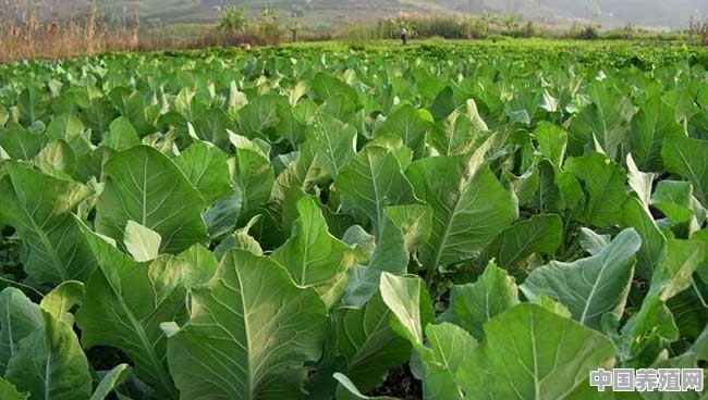 冬季，大棚蔬菜如何把握温度 - 中国养殖网