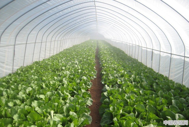 冬季，大棚蔬菜如何把握温度 - 中国养殖网