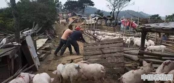 我在自家的土地上养羊可以吗 - 中国养殖网