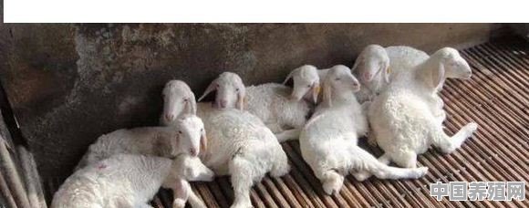 农村初次养羊多少只最好？要注意什么 - 中国养殖网