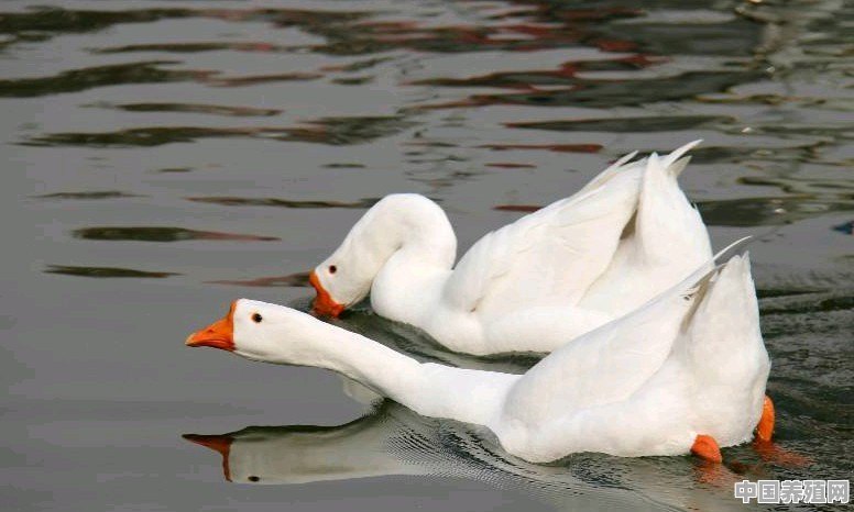 求解：＂春江水暖鸭先知＂中＂鸭＂是鸭子还是鸳鸯 - 中国养殖网