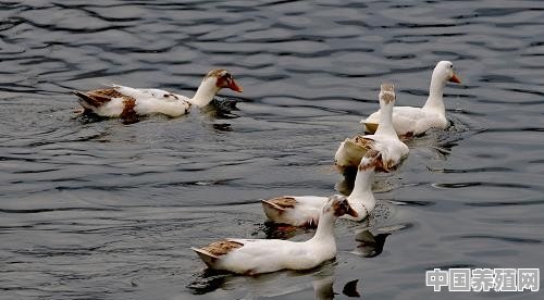 求解：＂春江水暖鸭先知＂中＂鸭＂是鸭子还是鸳鸯 - 中国养殖网