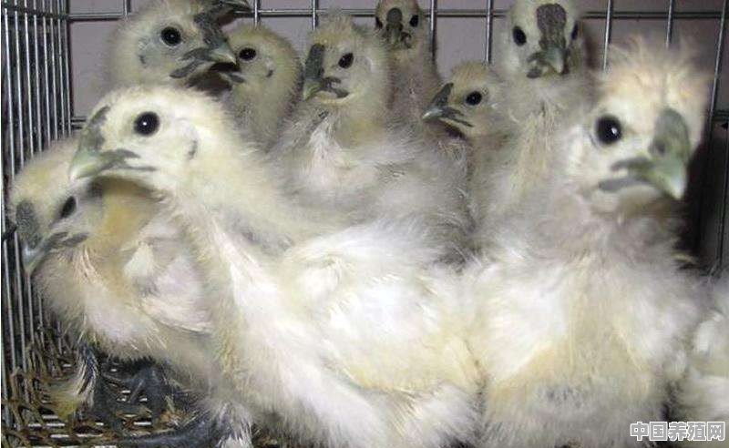白羽乌鸡怎么分公母 - 中国养殖网