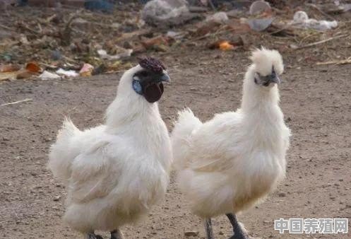 白羽乌鸡怎么分公母 - 中国养殖网