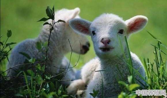养羊什么时候买小羊是最佳时间？小羊进货渠道在哪 - 中国养殖网