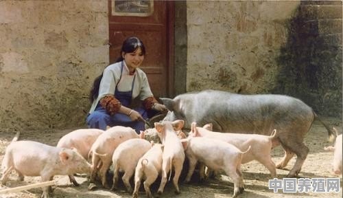古人是怎么养猪的 - 中国养殖网