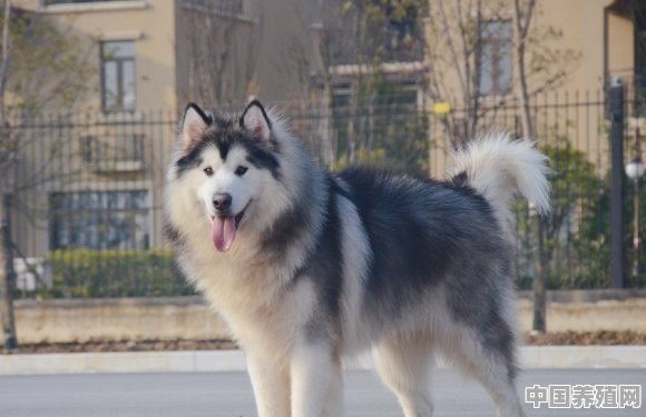 养一只大型犬，会是怎样的饲养生活 - 中国养殖网