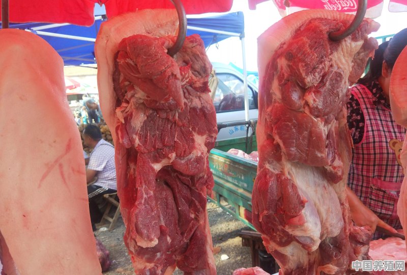 近日猪肉价格出现暴涨是怎么回事 - 中国养殖网