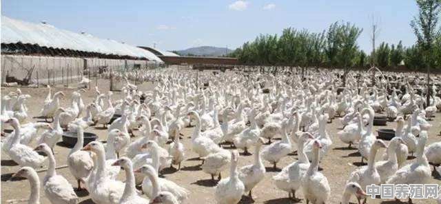 现在肉鸭能往外地出售吗 - 中国养殖网