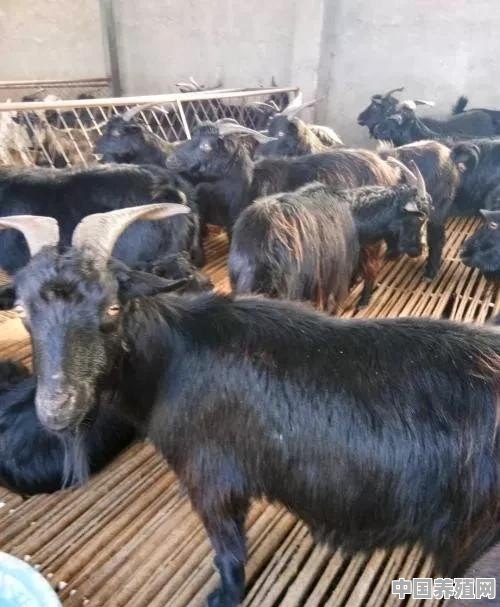 放弃十万年薪创业养羊，为何却一直在亏钱 - 中国养殖网