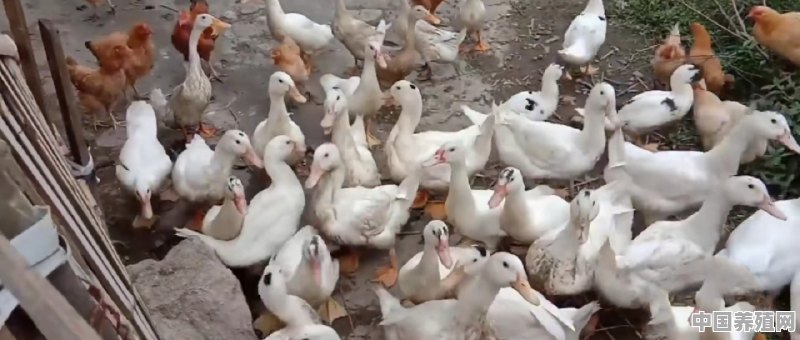 家养的鸭子突然生蛋了，现在开始怎么样啊 - 中国养殖网